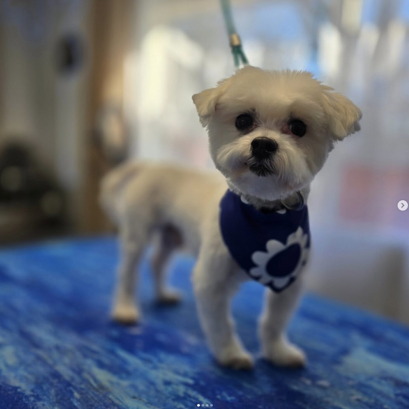 Small white dog wearing a blue bandana after grooming