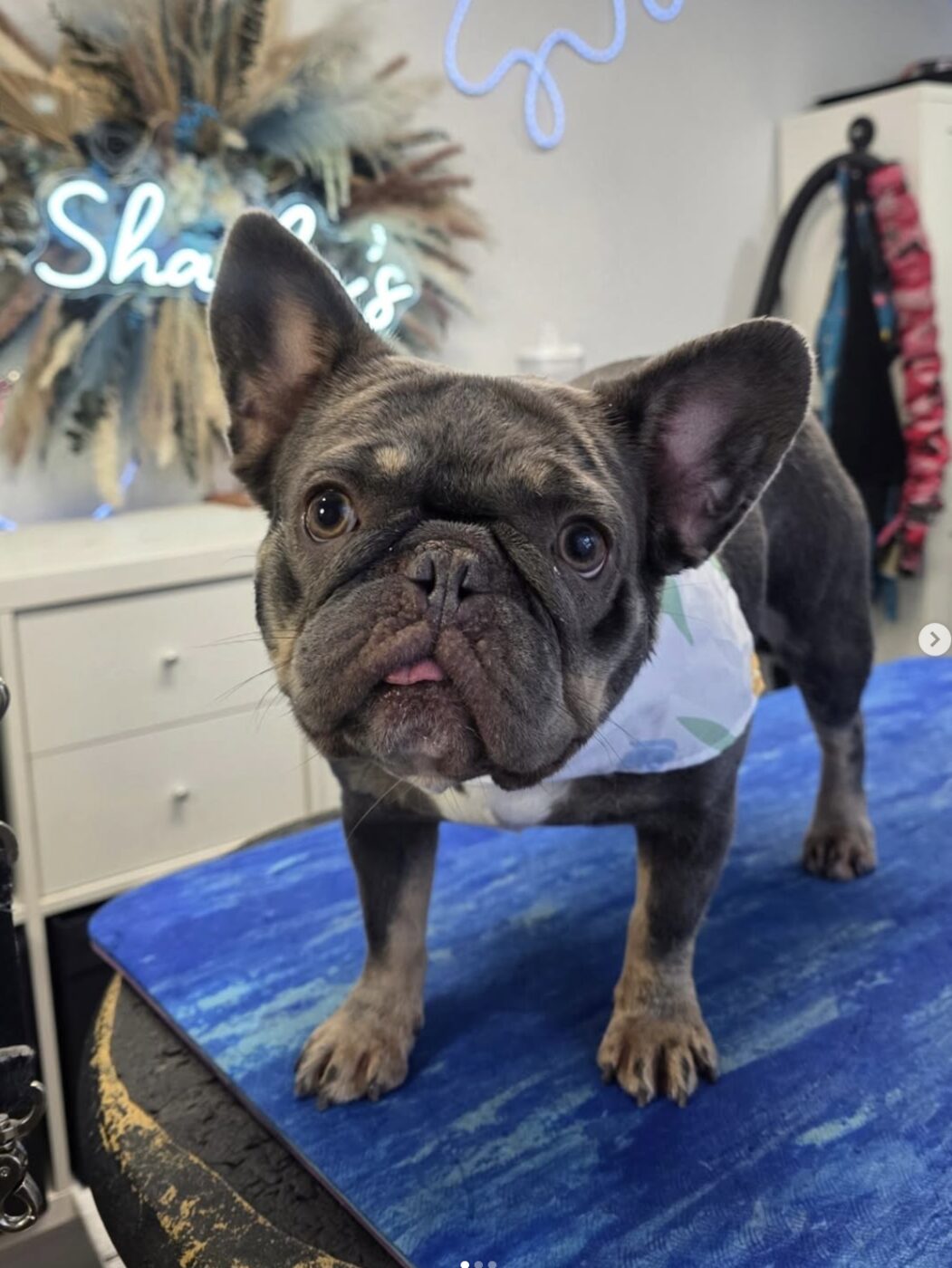 French bulldog groomed at Shaila's Pet Grooming & Spa