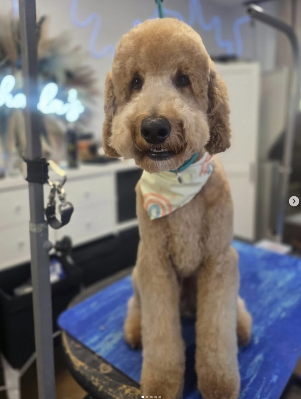 Freshly groomed goldendoodle client at Shaila's Pet Grooming & Spa in Tampa, FL