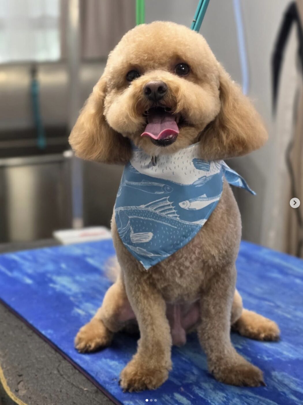 Poodle wearing a fish-print bandana after grooming